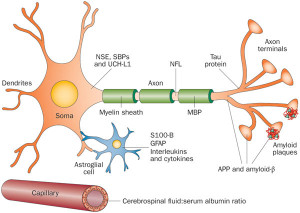 neuron diagram